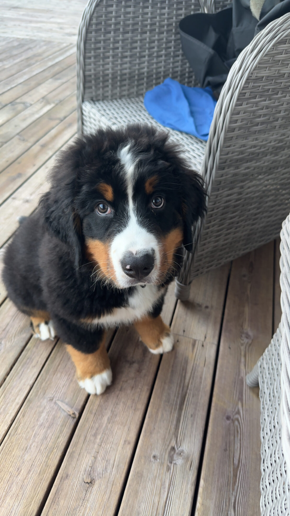 Valpetrening med berner sennenhund valp som Mufasa