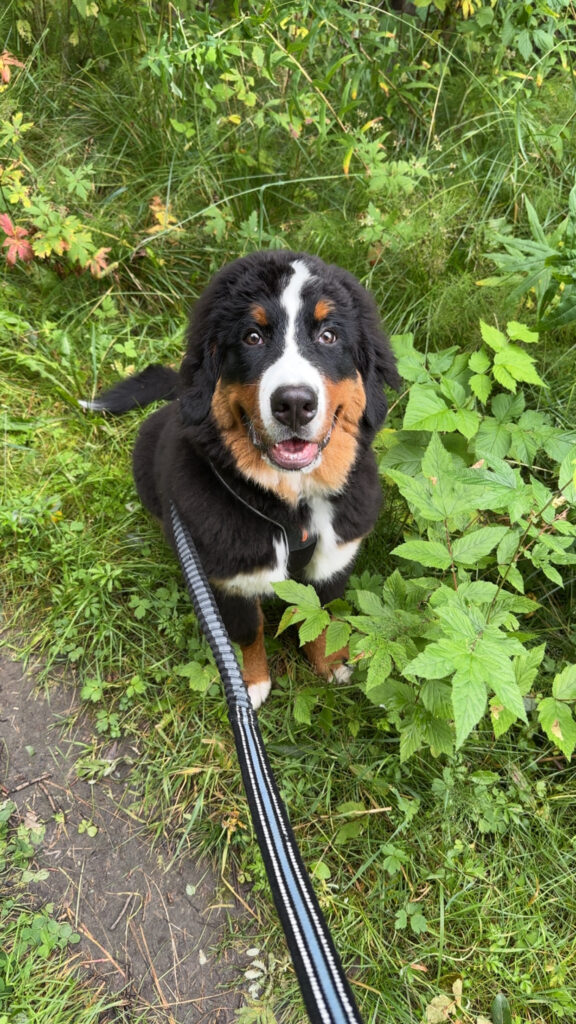 Berner sennenhund Mufasa ute på tur